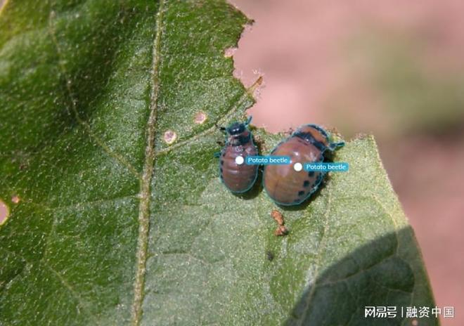 星空智能科技：“AI+农业”：重塑农业生产的智慧蓝图(图9)